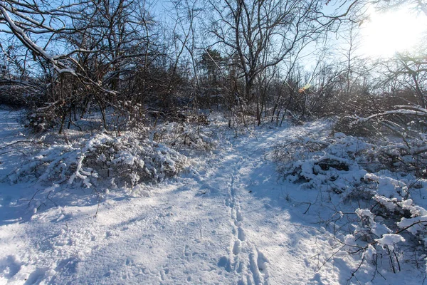 Snow-white winter forest pathways with deep sun and shadows. Forest off road.