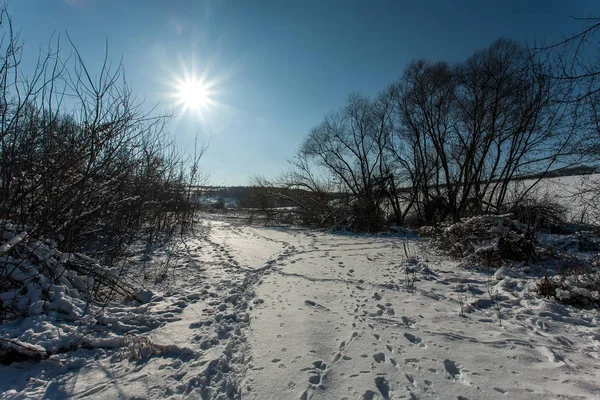 Zasněžené Stromy Lese Forest Park Zimě Slunečného Dne Při Sněhu — Stock fotografie