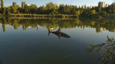 sazlık ve ağaçlar arasında göl manzarası. Sonbahar manzara. Steadicam atış.