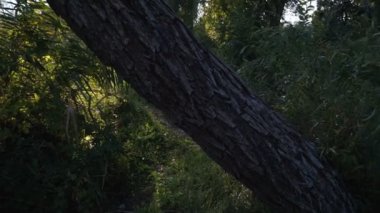 sazlık ve ağaçlar arasında göl manzarası. Sonbahar manzara. Steadicam atış.