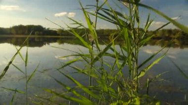 sazlık ve ağaçlar arasında göl manzarası. Sonbahar manzara. Steadicam atış.