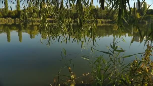 葦や木の間で湖の眺め 秋の風景です ステディカム ショット — ストック動画