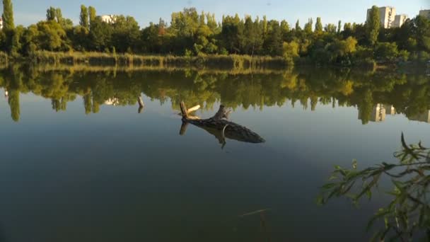 Pohled Jezero Mezi Rákosím Stromy Podzimní Krajina Steadicam Shot — Stock video