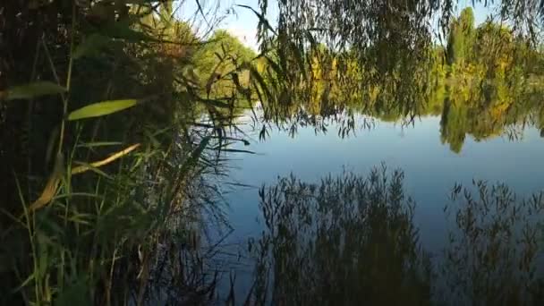 湖中的芦苇和树木的景色 秋天的风景 斯坦尼康射击 — 图库视频影像