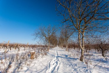 Karla kaplı ağaçlar arasında sokak