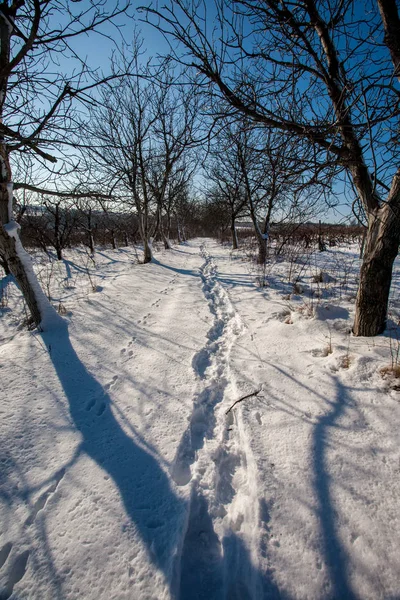 Steegje tussen bomen bedekt met sneeuw — Stockfoto