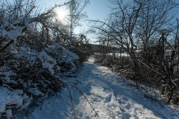 Besneeuwde bomen in het bos. — Stockfoto