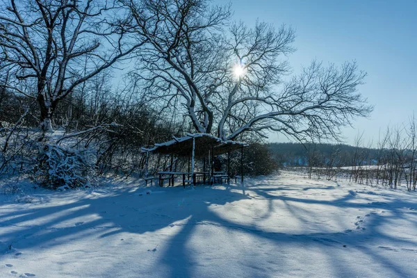 Árboles cubiertos de nieve en el bosque. —  Fotos de Stock