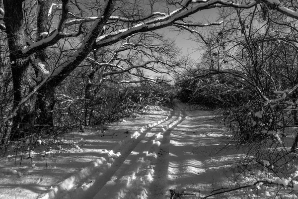 Śnieżnobiała Zima Las ścieżek z głębokim słońca i cieni — Zdjęcie stockowe
