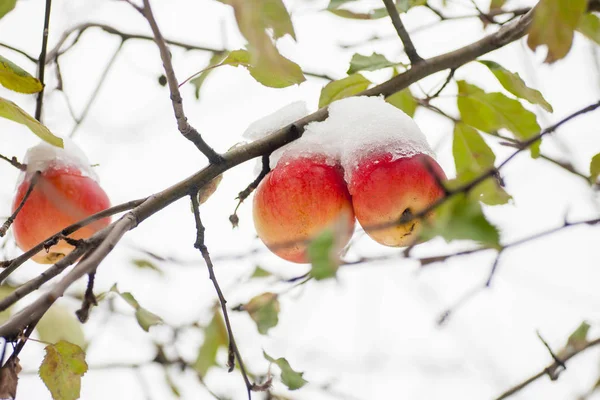 The first snow fell on apples — Stock Photo, Image