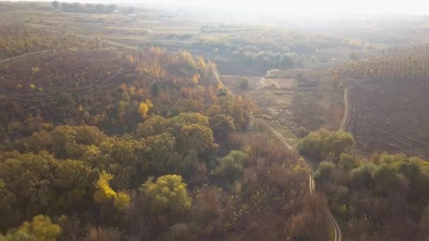 Voo Drone Acima Uma Floresta Outono Revelando Magníficas Cores Queda — Vídeo de Stock