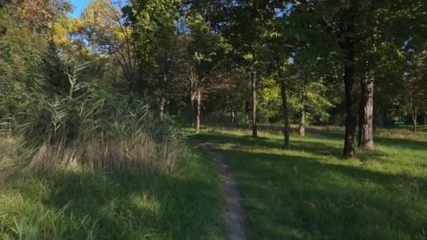 Caméra se déplace à steadicam dans le parc. Paysage d'automne coloré 