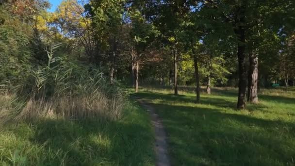 Caméra Déplace Steadicam Dans Parc Paysage Automne Coloré — Video