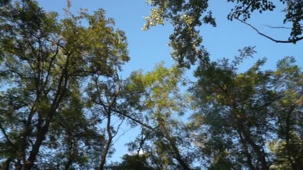 Soleil Lumineux Travers Les Arbres Automne Colorés Vue Grand Angle — Video