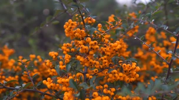 Crataegus Género Botânico Pertencente Família Rosaceae Nativo Hemisfério Norte Europa — Vídeo de Stock