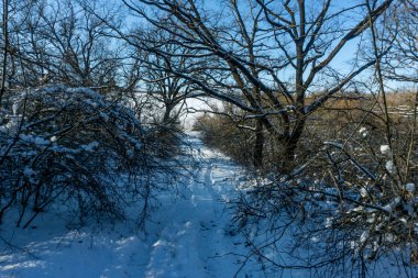 Ormandaki ağaçlar karla kaplı. Forest Park için yapılan bir kar yağışı sırasında güneşli bir kış. Noel Kış yeni yıl