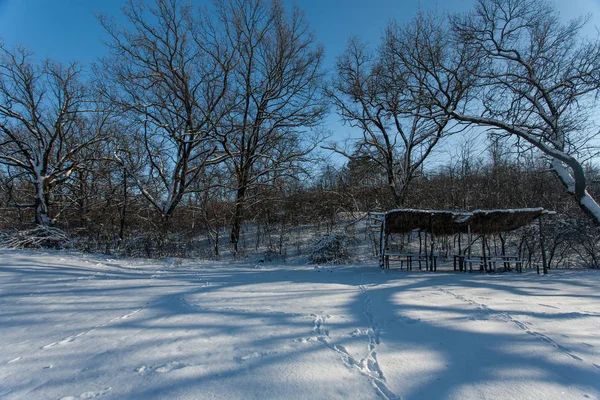 Árboles Cubiertos Nieve Bosque Forest Park Winter Sunny Day Snowfall — Foto de Stock