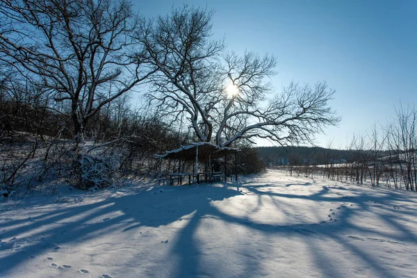 Árboles Cubiertos Nieve Bosque Forest Park Winter Sunny Day Snowfall —  Fotos de Stock