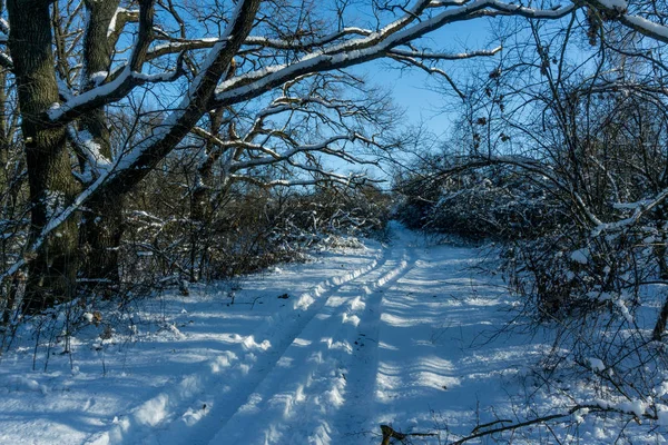 Sneeuwwitte Winter Forest Trajecten Met Diepe Zon Schaduwen Forest Road — Stockfoto