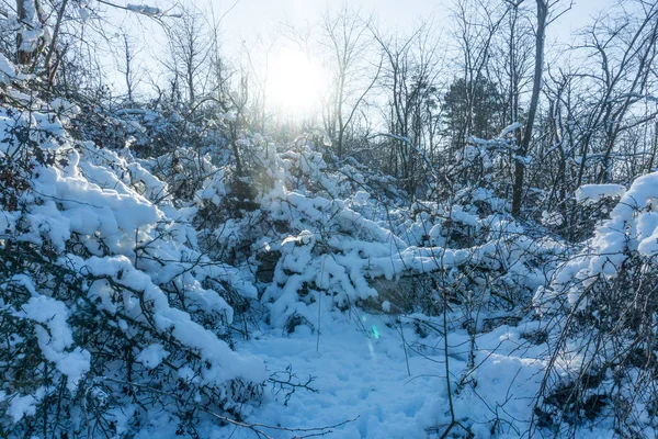 Árvores Cobertas Neve Floresta Forest Park Inverno Dia Ensolarado Durante — Fotografia de Stock