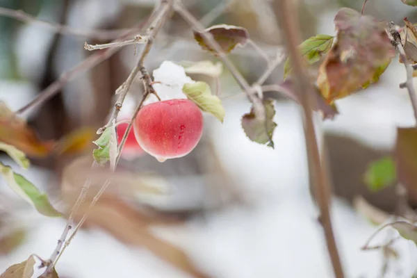 Первый Снег Выпал Яблоки Морозная Снежная Погода Ноябре Ветви Листья — стоковое фото