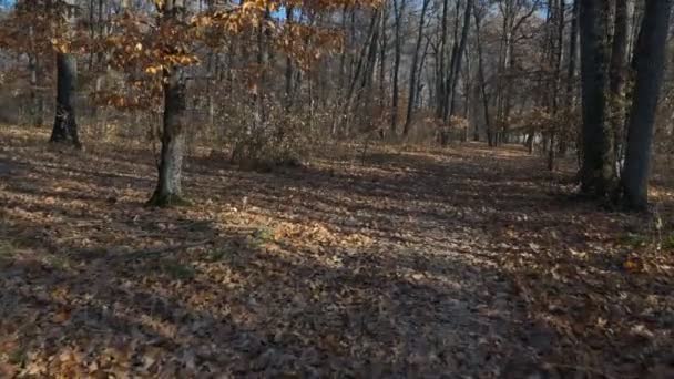 Pov疎な森林の丘の中腹を歩くと 薄い木の幹 地面に太陽のスポット 森の秋の風景 — ストック動画