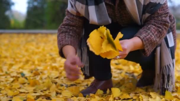 Mujer Recogiendo Hojas Amarillas Parque Otoño — Vídeos de Stock