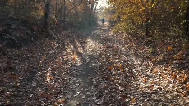 Fotógrafo Aire Libre Con Una Mochila Caminando Bosque Tiro Seguimiento — Vídeo de stock