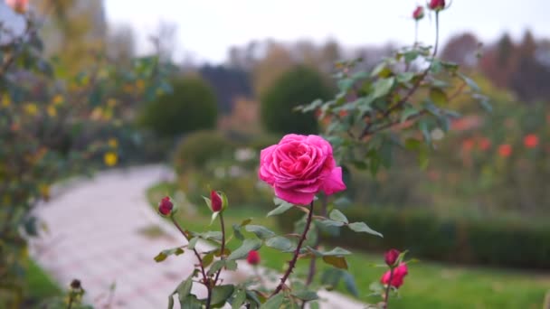 Frau Bewundert Eine Rose Herbstpark Steadicam Aufnahme — Stockvideo