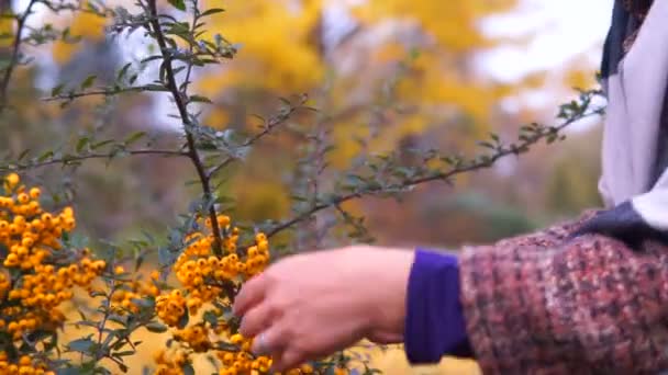 Wman 枝と葉に熟した黄色サンザシに触れる — ストック動画