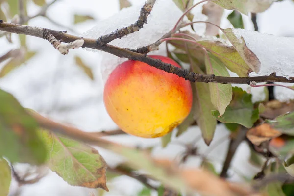 First Snow Fell Apples Frosty Snowy Weather November Branches Leaves — Stock Photo, Image