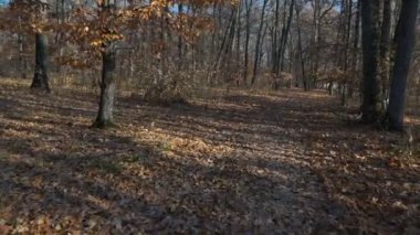 POV seyrek orman yamacında yürüyor, ince ağaç gövdeleri, yerde güneş lekeleri. Ormanda sonbahar manzarası.