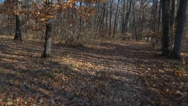 Pov Seyrek Orman Yamacında Yürüyor Ince Ağaç Gövdeleri Yerde Güneş — Stok video