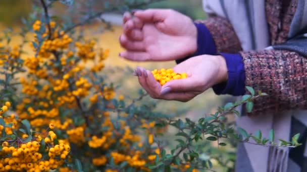 Wman Touching Ripe Yellow Hawthorn Branch Leaves — Stock Video