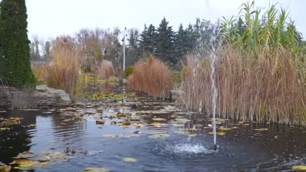 Gule Røde Blade Vand Fontain – Stock-video