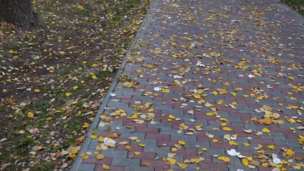 Sidewalk Park Colored Leaves — Stock Video