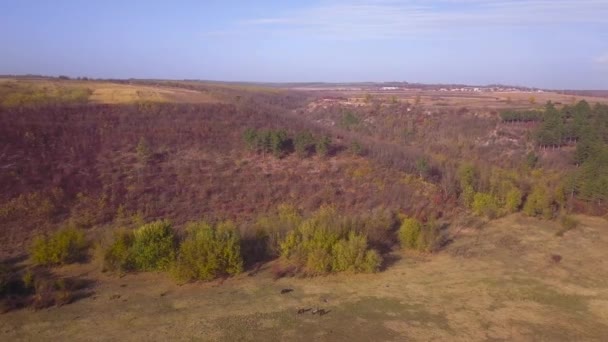 Vedere Aeriană Câmpului Toamnă Pădurii Zbor Peste Iarbă Uscată Toamna — Videoclip de stoc