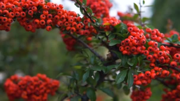 Crataegus Обычно Называют Боярышник Шиповидное Яблоко Майское Дерево Белый Рог — стоковое видео