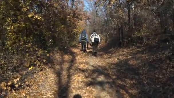 Два Фотографа Рюкзаком Прогуливающимся Лесу Снимок Камеры Слежения — стоковое видео