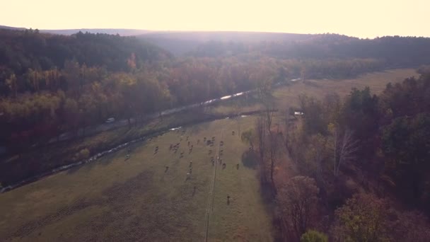 Вид Повітря Осіннє Поле Ліс Політ Над Сухою Травою Восени — стокове відео