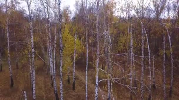 Een Vlucht Herfst Park Van Stad Kishinev Moldavië — Stockvideo