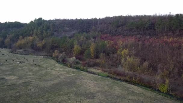 Vue aérienne du champ d'automne et de la forêt. Vol sur herbe sèche à l'automne au lever du soleil .