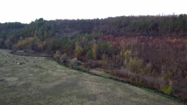 Vista Aérea Del Campo Otoño Bosque Vuelo Sobre Hierba Seca — Vídeos de Stock