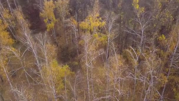 街の秋の公園を飛行 キシナウ モルドバ — ストック動画