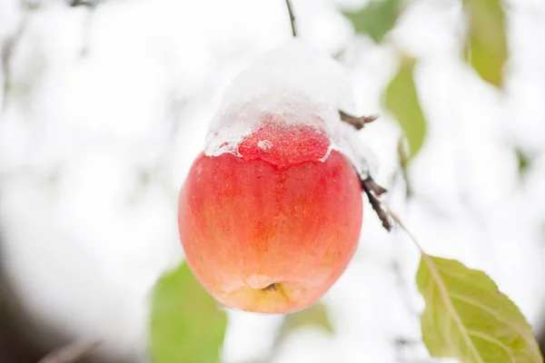 Primera Nieve Cayó Sobre Las Manzanas Clima Nevado Helado Noviembre — Foto de Stock