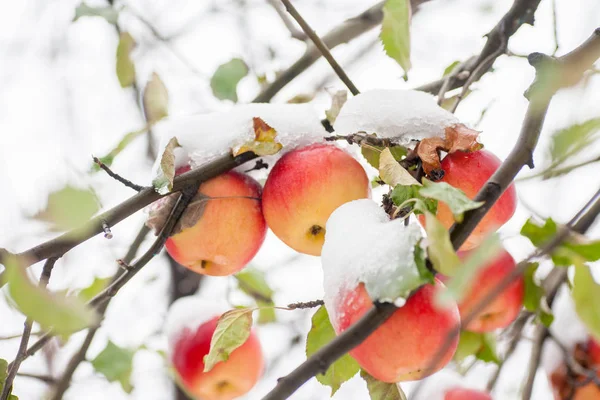 The first snow fell on apples. Frosty snowy weather in November. Branches and leaves of fruit trees covered with the first snow. Apples on apple tree covered by first snow