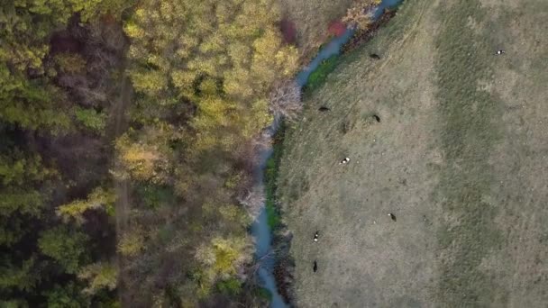Політ Над Осінніми Горами Маленькою Річкою Лісами Сонячному Світлі Величний — стокове відео