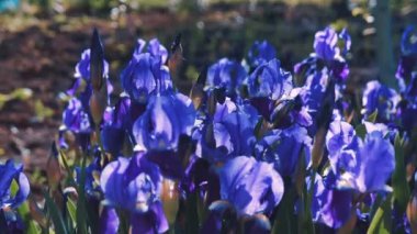 Mor Iris germanica çiçek bitki bahar bahçe