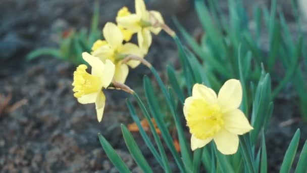 Gula Dafodills Glödlampa Blomblad Trädgård Fjädra Växten — Stockvideo