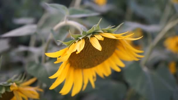 Nahaufnahme Von Sonnenblumenköpfen Die Auf Landwirtschaftlichen Flächen Wachsen Biene Sammelt — Stockvideo